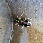 Carolina tiger beetle