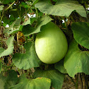 Bottle gourd