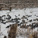 American coot