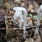 Indian Pipe