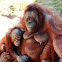 Orangutan