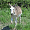 Donkey