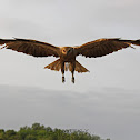 Whistling Kite