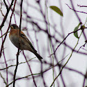 Brambling
