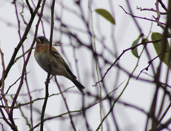 Spotting Image 1
