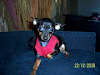 Pincher Miniatura Busca Novia