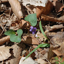 Common Blue Violet