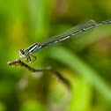 Familiar bluet (female)