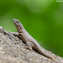 Northern Curly-tailed Lizard