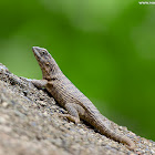 Northern Curly-tailed Lizard