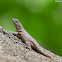 Northern Curly-tailed Lizard