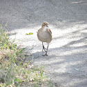 Oven bird (Rufous Hornero)