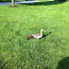 Female duck and ducklings