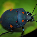 Spotted Shield Bug