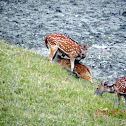 SPOTED DEER