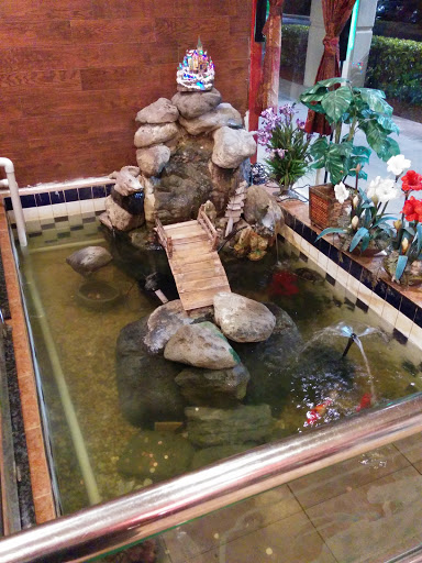 Crazy Buffet Koi/Turtle Pond