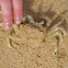 Crab