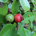 Strawberry Guava