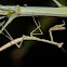 Juvenile Mantid