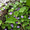 Ivy-leaved toadflax