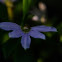 fairy fan flower