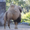 Bactrian camel