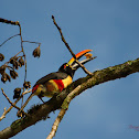 Fiery-billed Aracari