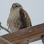 Ferruginous Hawk