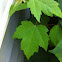 Red Maple