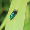 Cockoo Wasp