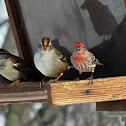 White-crowned Sparrow