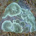 Lichen covered Rock