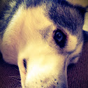 Siberian Husky