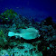 Honeycomb Cowfish