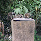 Raccoon