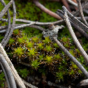 star moss