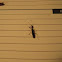 Long-necked seed bug