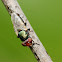 Soldier Fly