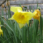 daffodil