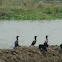 pankudi