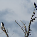White-tailed Kite