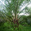 Oil Palm