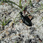 Oil Beetle