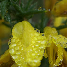 gorse(tojo)