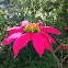 Poinsettia
