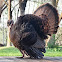 Wild Turkey