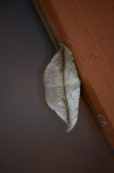 Spotting Image 1