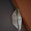 Leaf moth