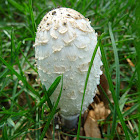 Shaggy Mane