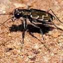 Bronzed tiger beetle